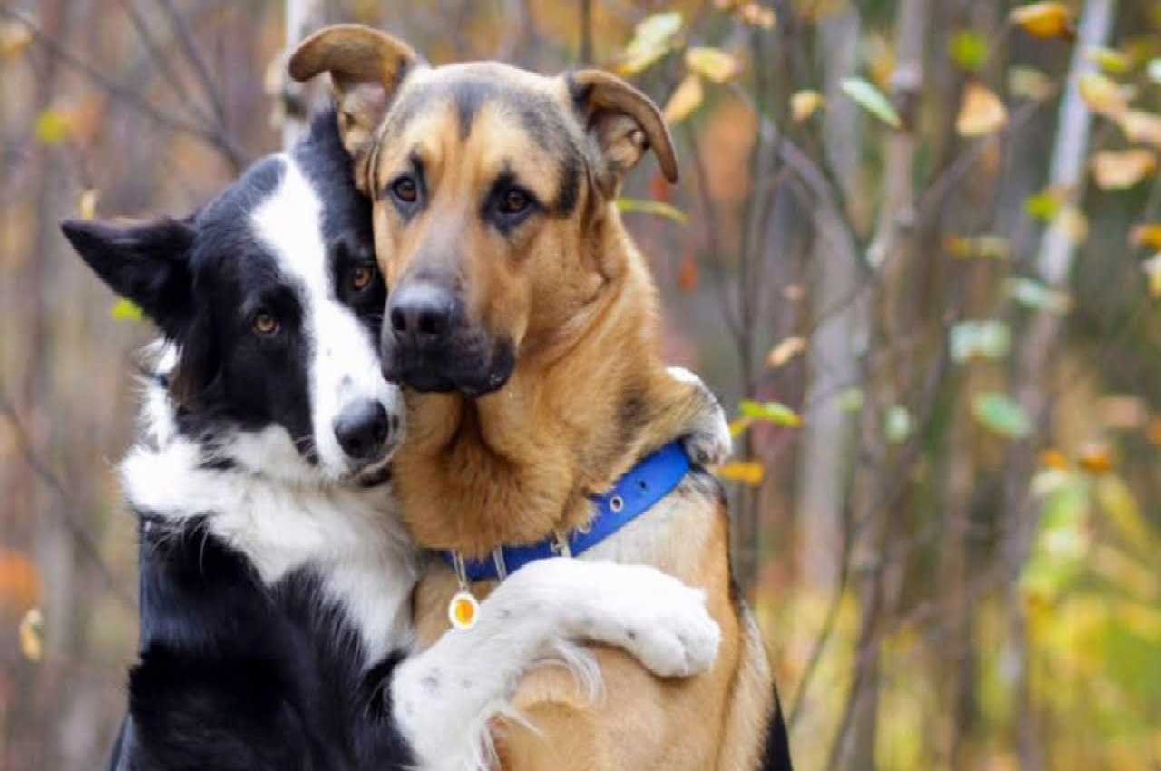 We two dogs. Две собаки. Собаки обнимаются. Обнимашки с собакой. Две собаки обнимаются.