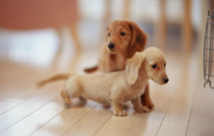 Λευκωσία: Ξυλοδαρμός σε pet shop για νεογέννητα σκυλάκια