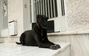 Συγκινητική εικόνα: Η Μυρτώ, ο σκύλος του Μίκη Θεοδωράκη, στην πόρτα του σπιτιού